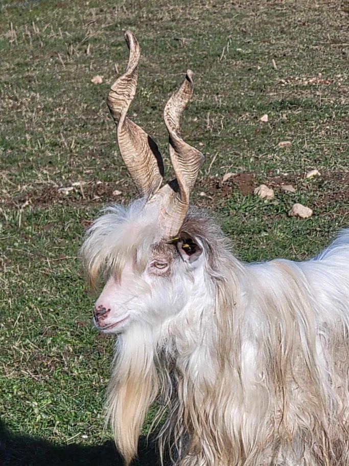 Chèvre Girgentana
