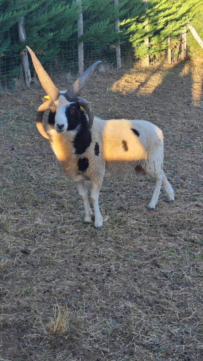 Mouton de Jacob